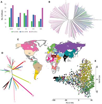 Genetic Diversity, Population Structure and Ancestral Origin of Australian Wheat
